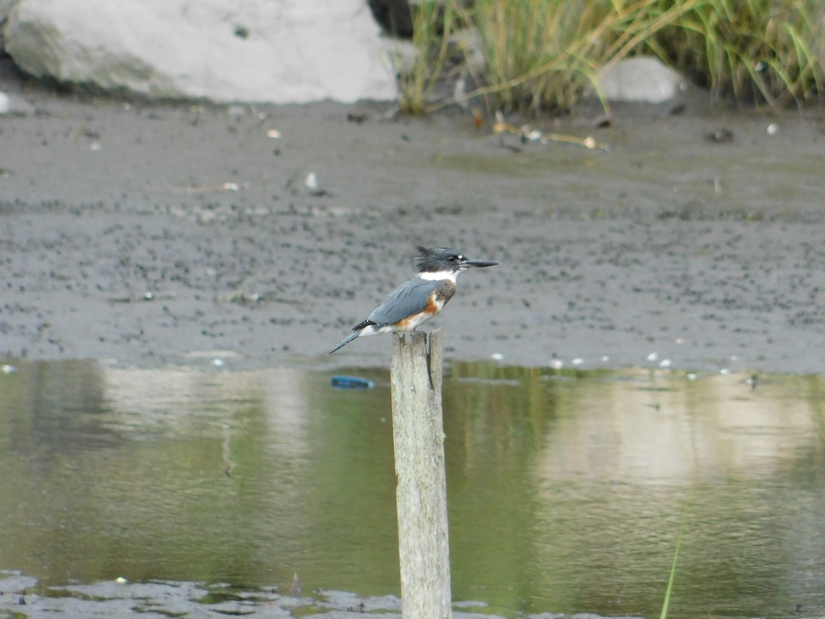 Belted Kingfisher - ML608702403
