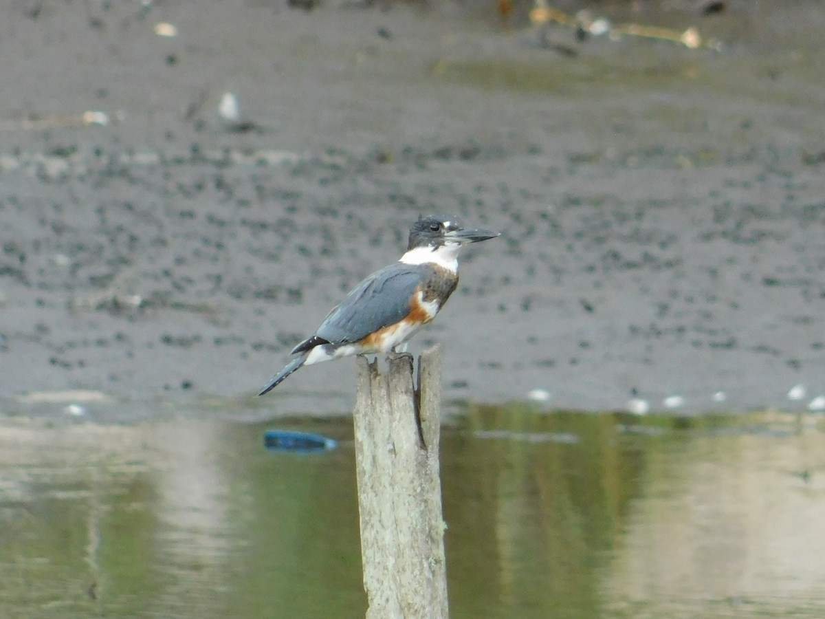 Belted Kingfisher - ML608702408