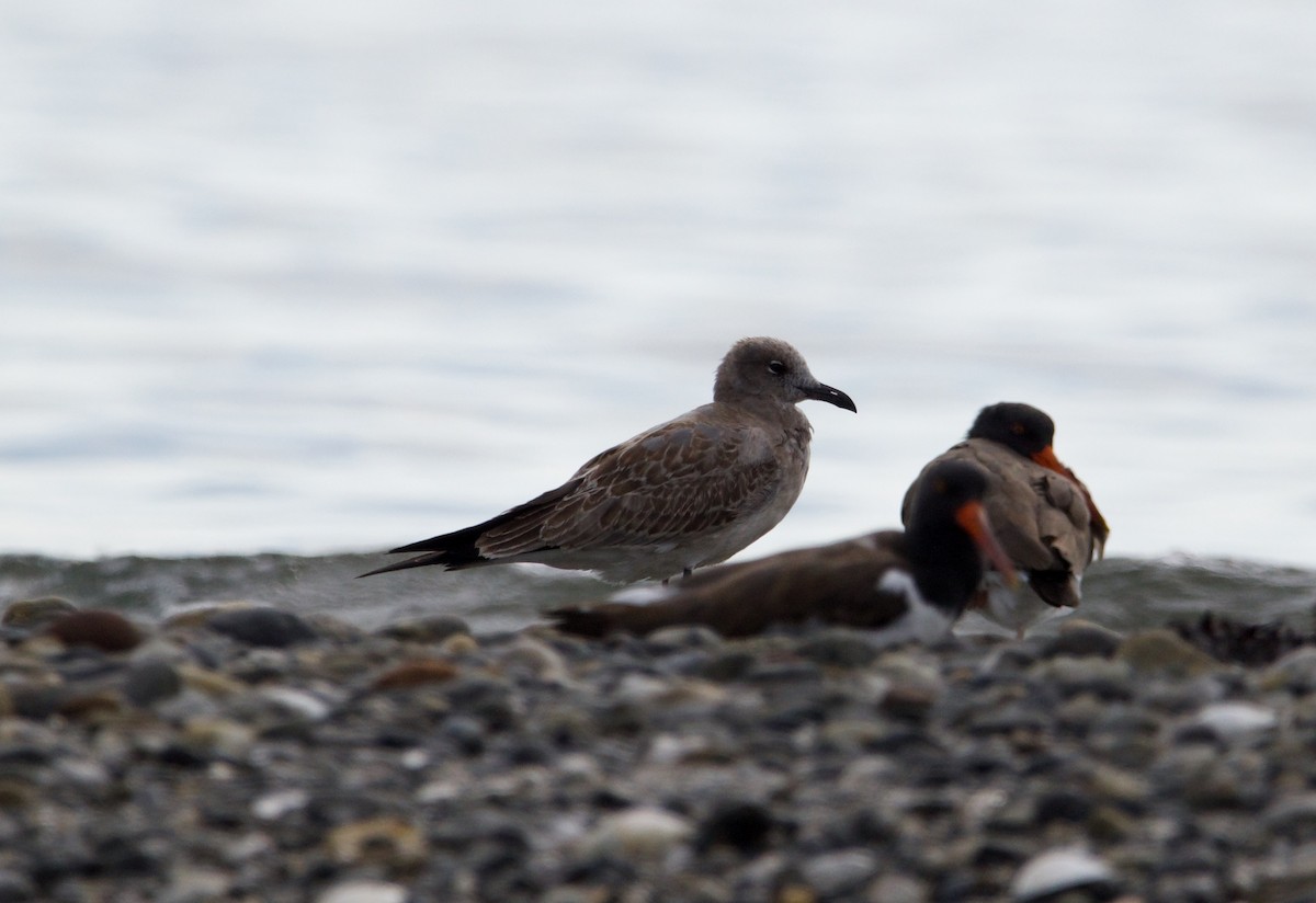 Mouette atricille - ML608702577