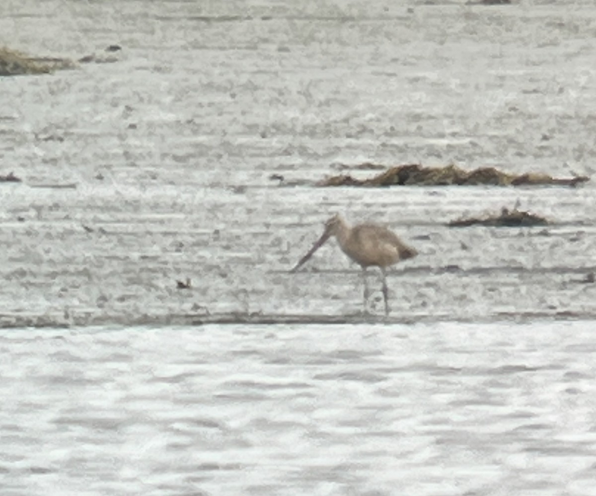 Marbled Godwit - ML608702614