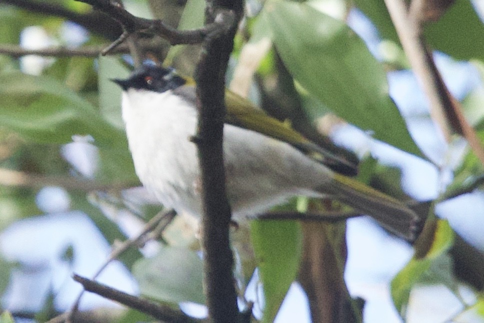 White-naped Honeyeater - ML608702638