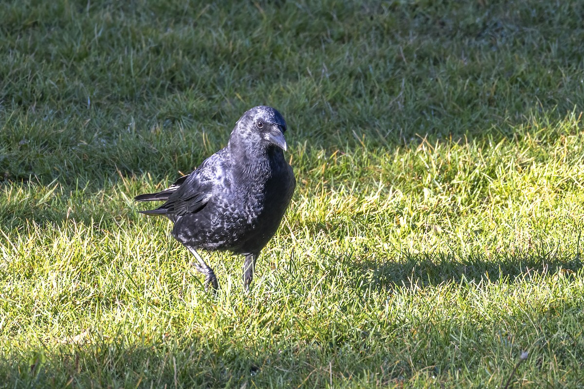 American Crow - ML608702639