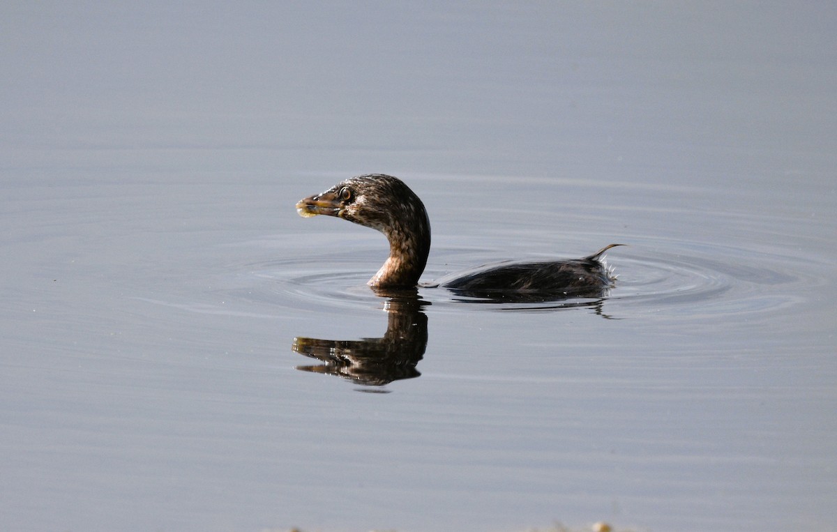 Pied-billed Grebe - ML608702648