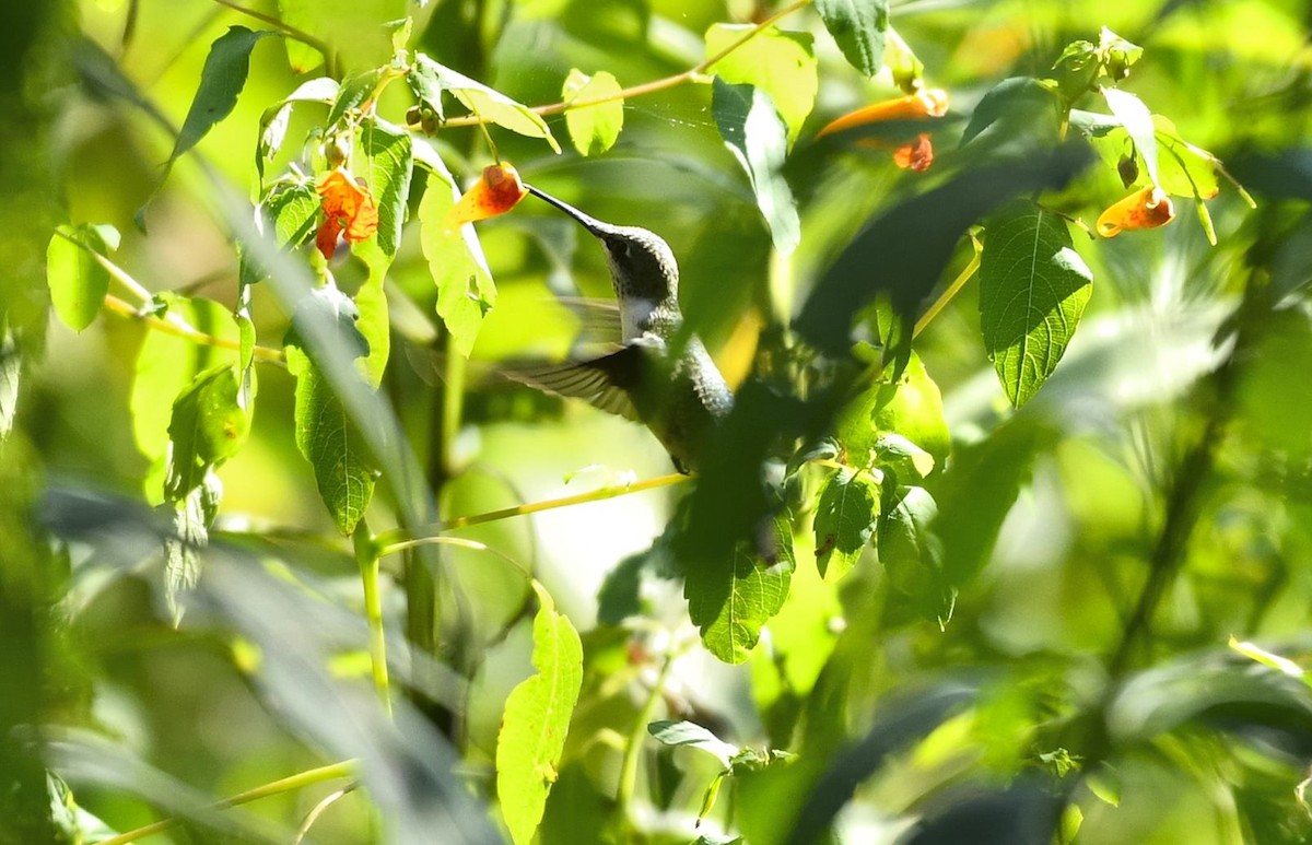 Ruby-throated Hummingbird - ML608702660