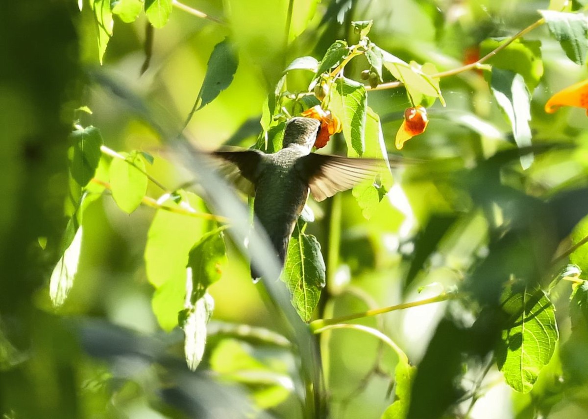 Ruby-throated Hummingbird - ML608702661