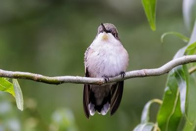 Ruby-throated Hummingbird - ML608702719