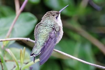 Ruby-throated Hummingbird - ML608702720
