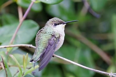 Ruby-throated Hummingbird - ML608702721
