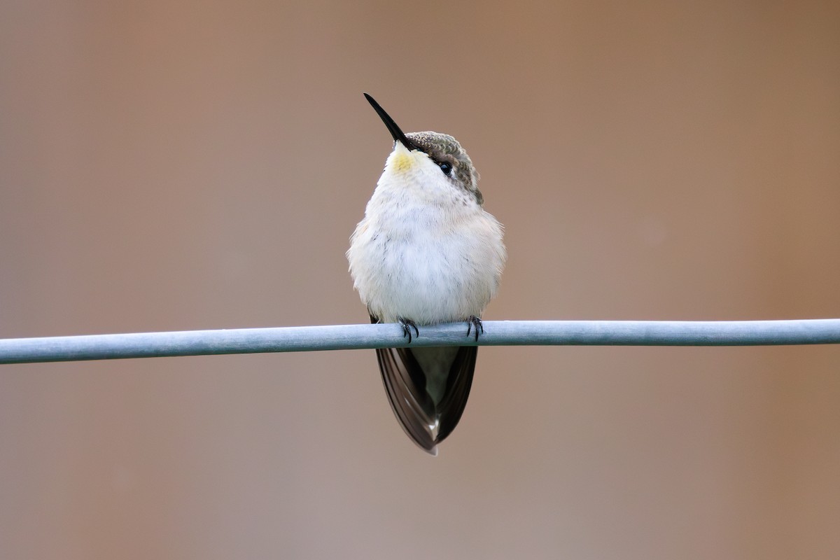 Ruby-throated Hummingbird - ML608702722