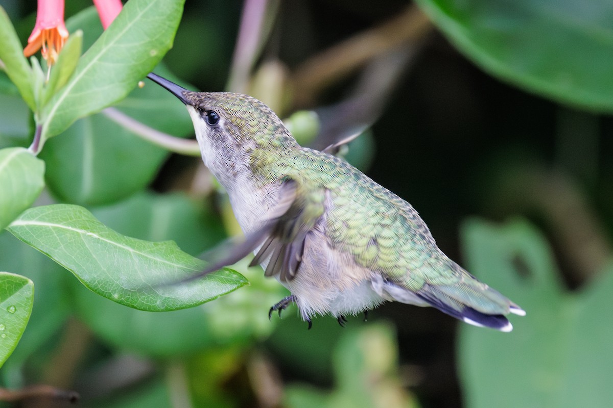 Ruby-throated Hummingbird - ML608702723