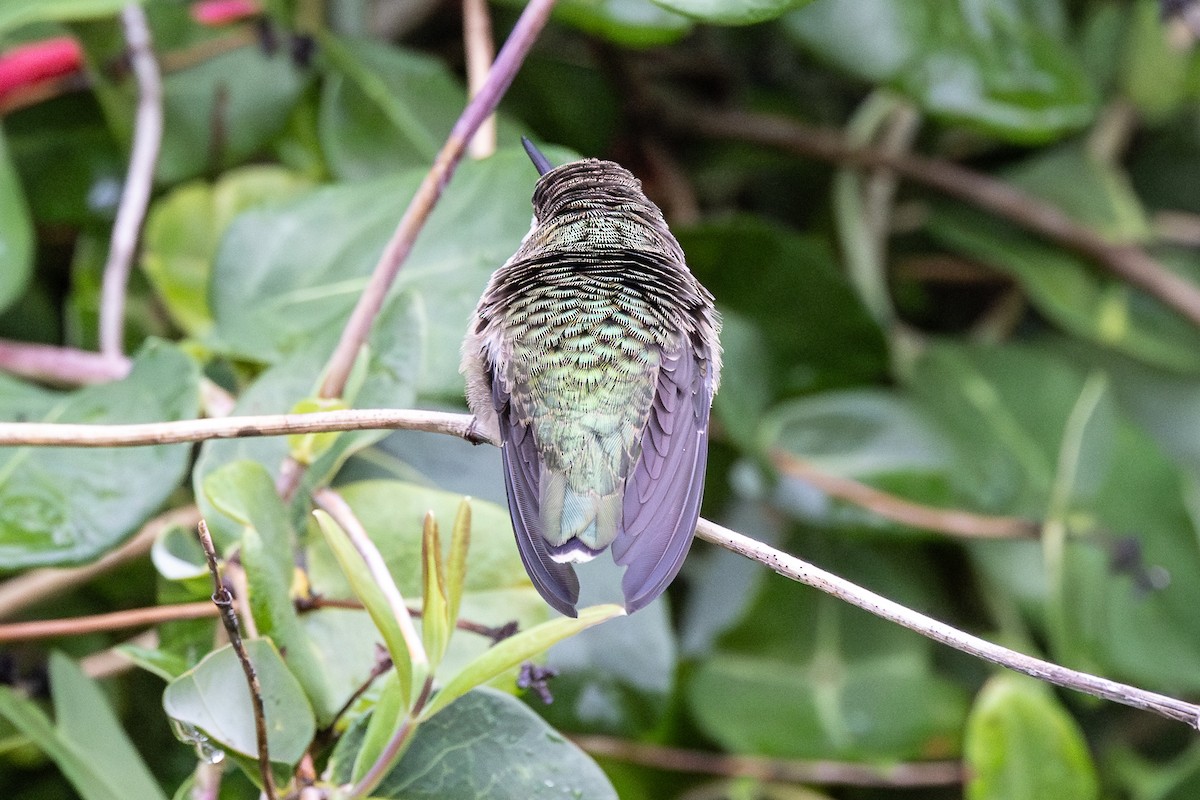 Ruby-throated Hummingbird - ML608702724