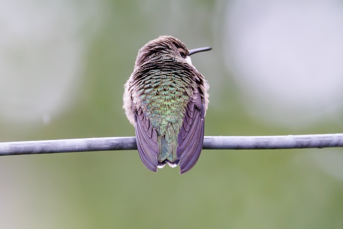 Ruby-throated Hummingbird - ML608702725