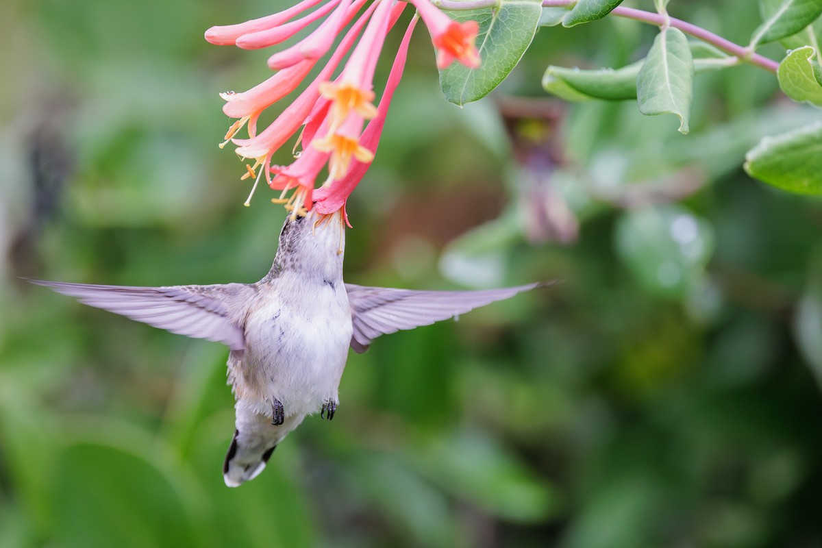 Ruby-throated Hummingbird - ML608702726