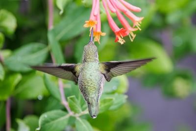 Ruby-throated Hummingbird - ML608702727