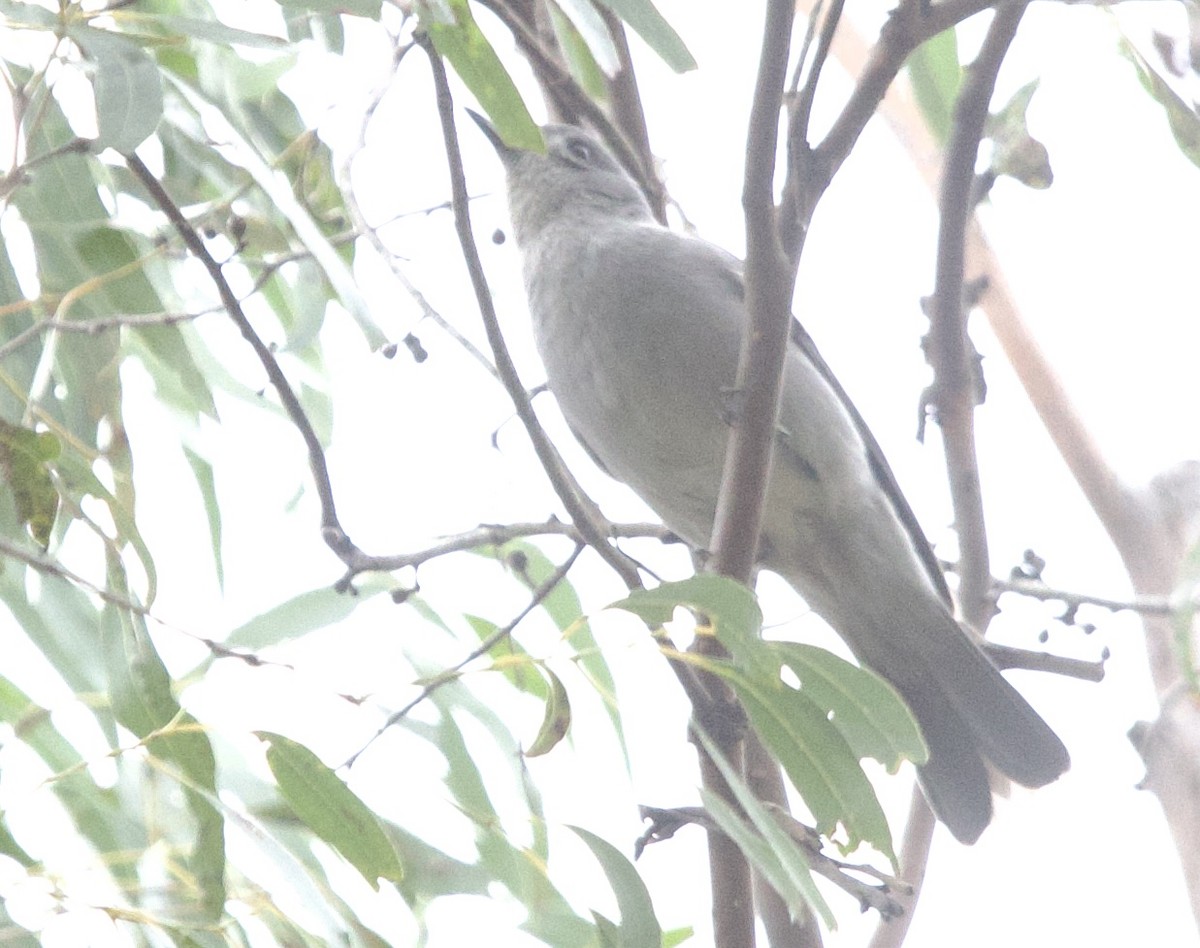 Gray Shrikethrush - ML608702737