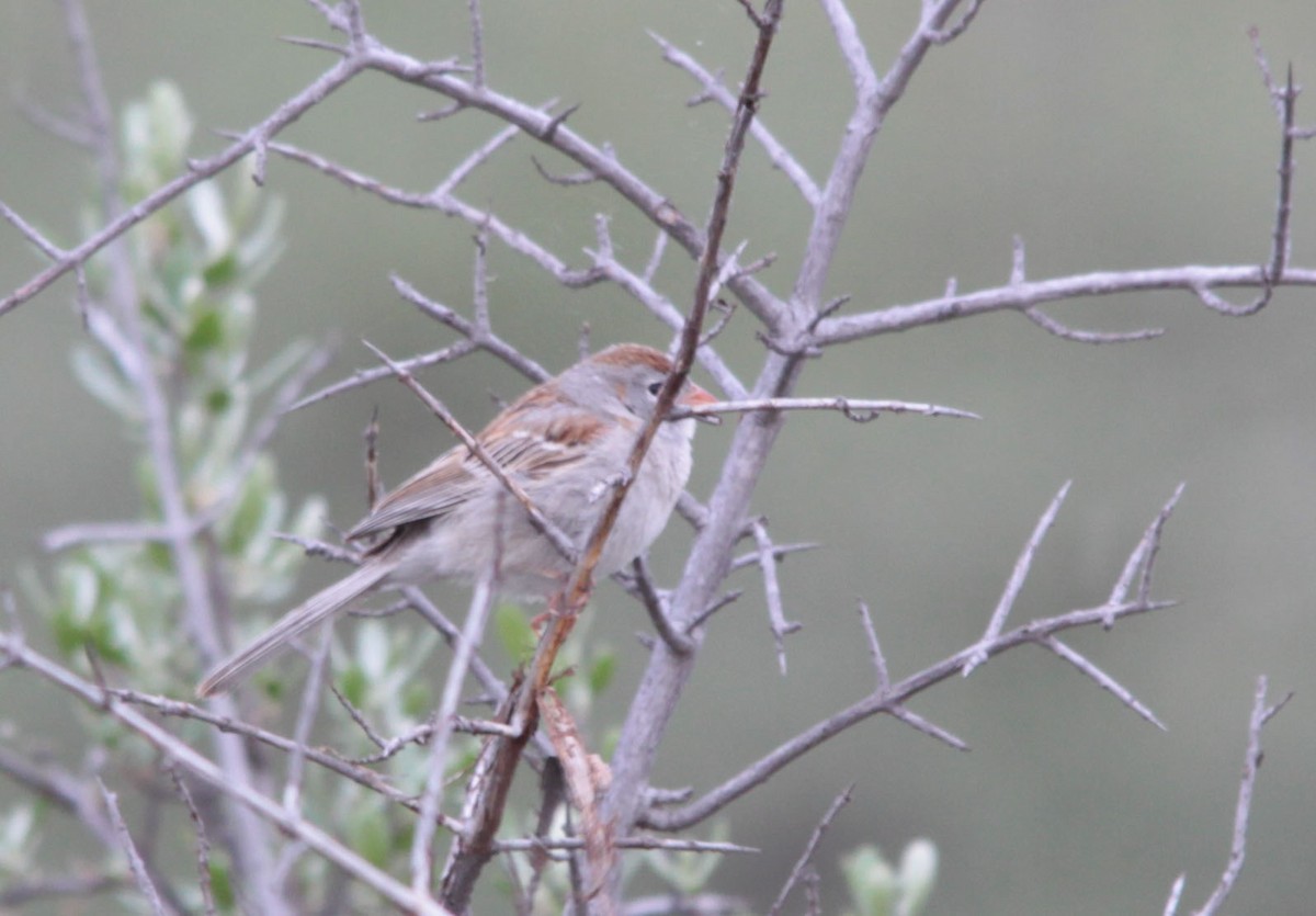Field Sparrow - ML60870281