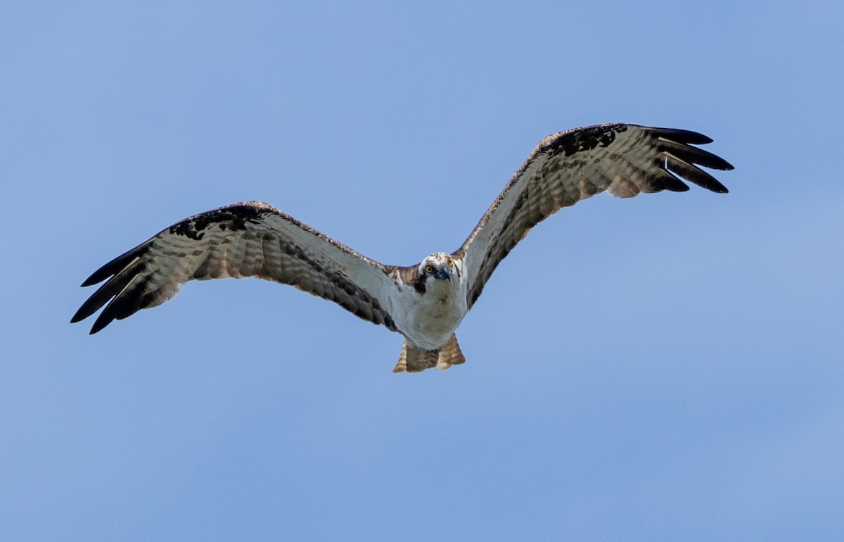 Osprey - ML608702867