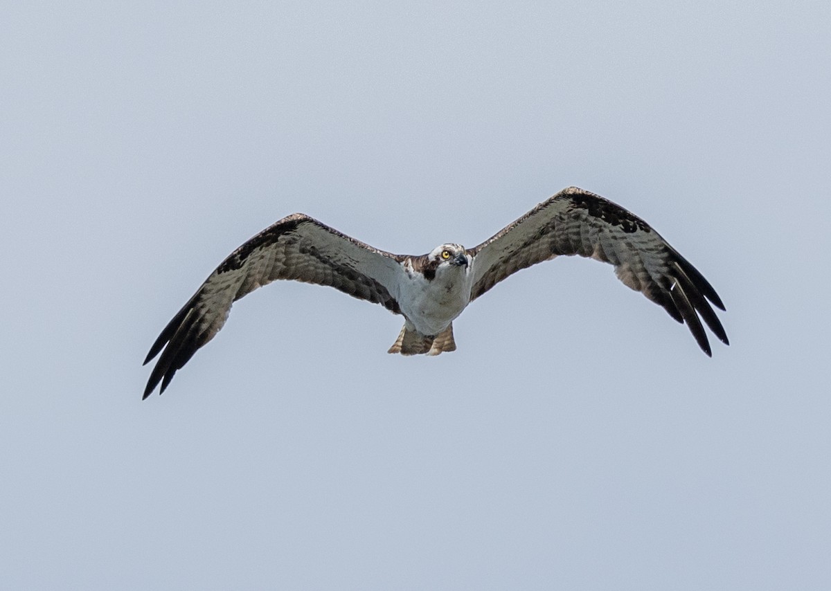 Osprey - ML608702868