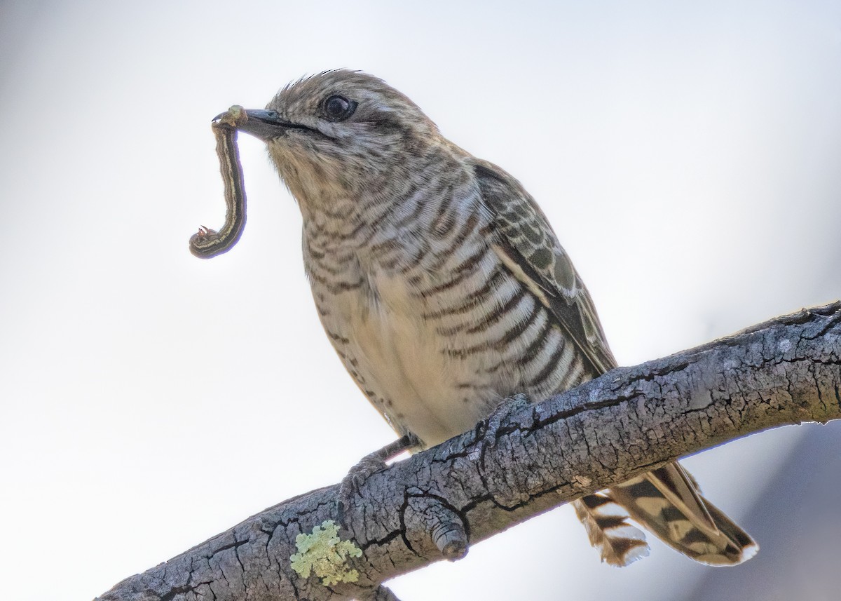 Horsfield's Bronze-Cuckoo - Julie Clark