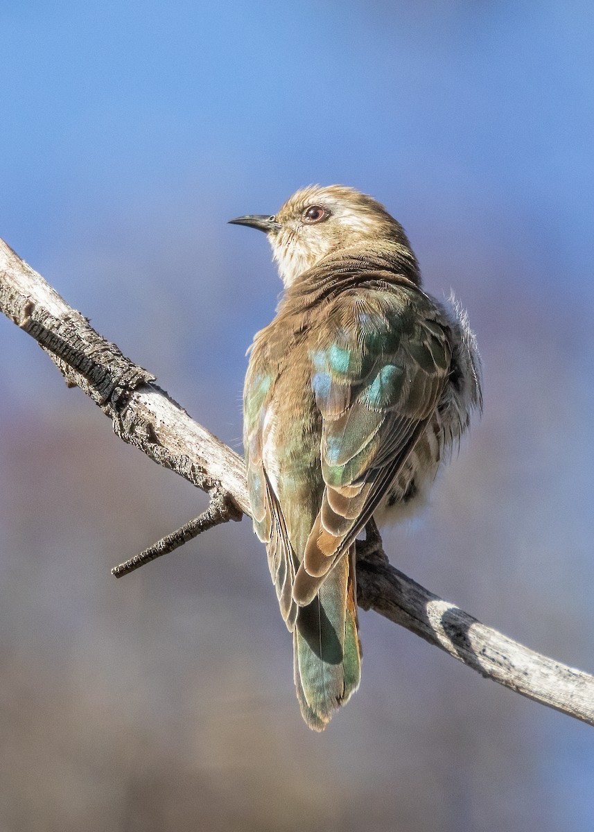 Horsfield's Bronze-Cuckoo - Julie Clark