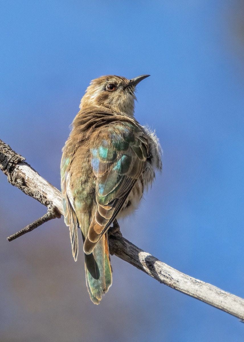 Horsfield's Bronze-Cuckoo - Julie Clark