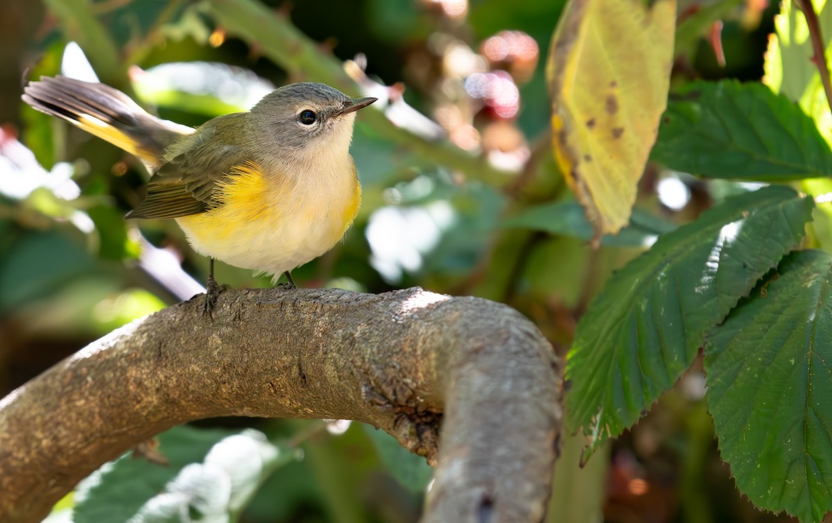 American Redstart - Rajan Rao