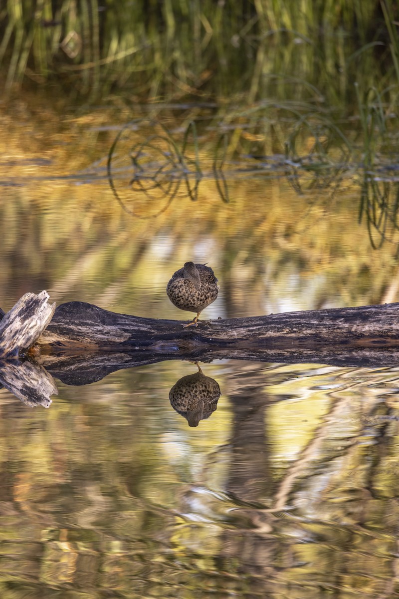 Blue-winged Teal - ML608702913