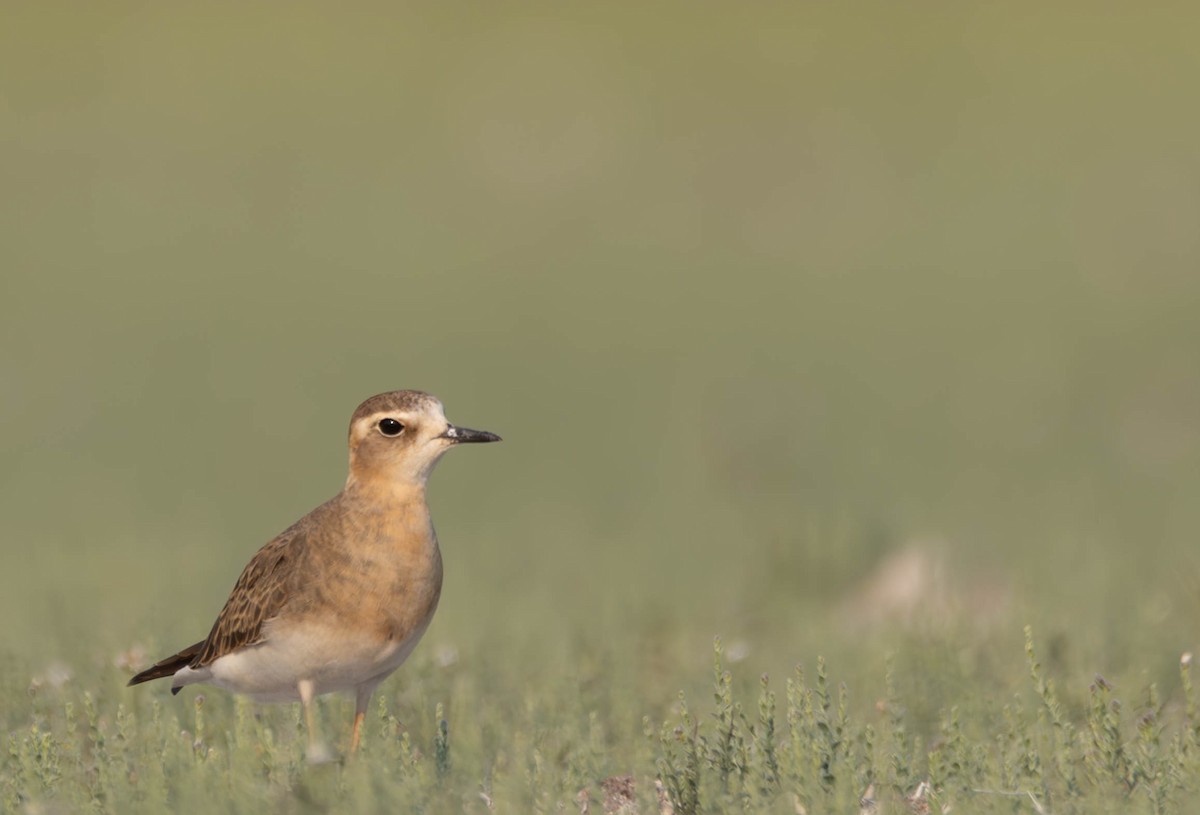 Oriental Plover - Ben Vasic