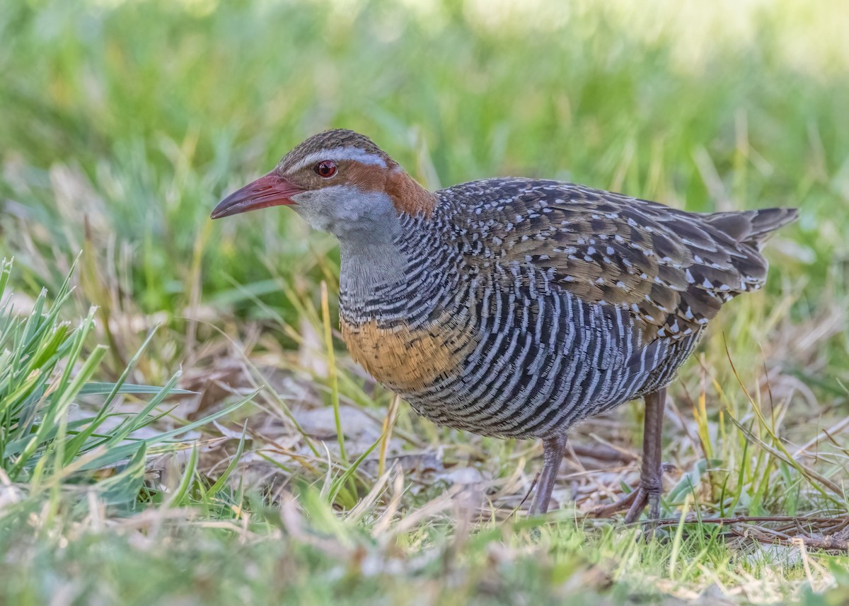 Buff-banded Rail - ML608703072
