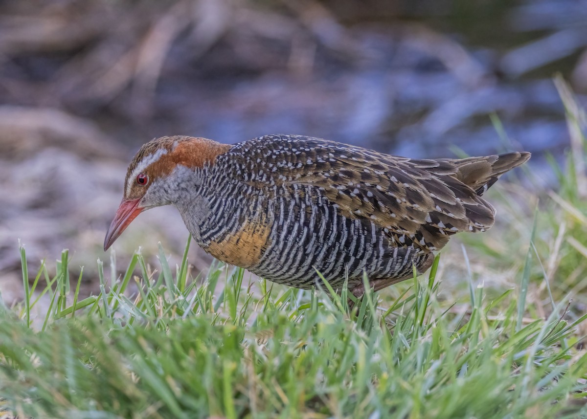 Buff-banded Rail - ML608703073