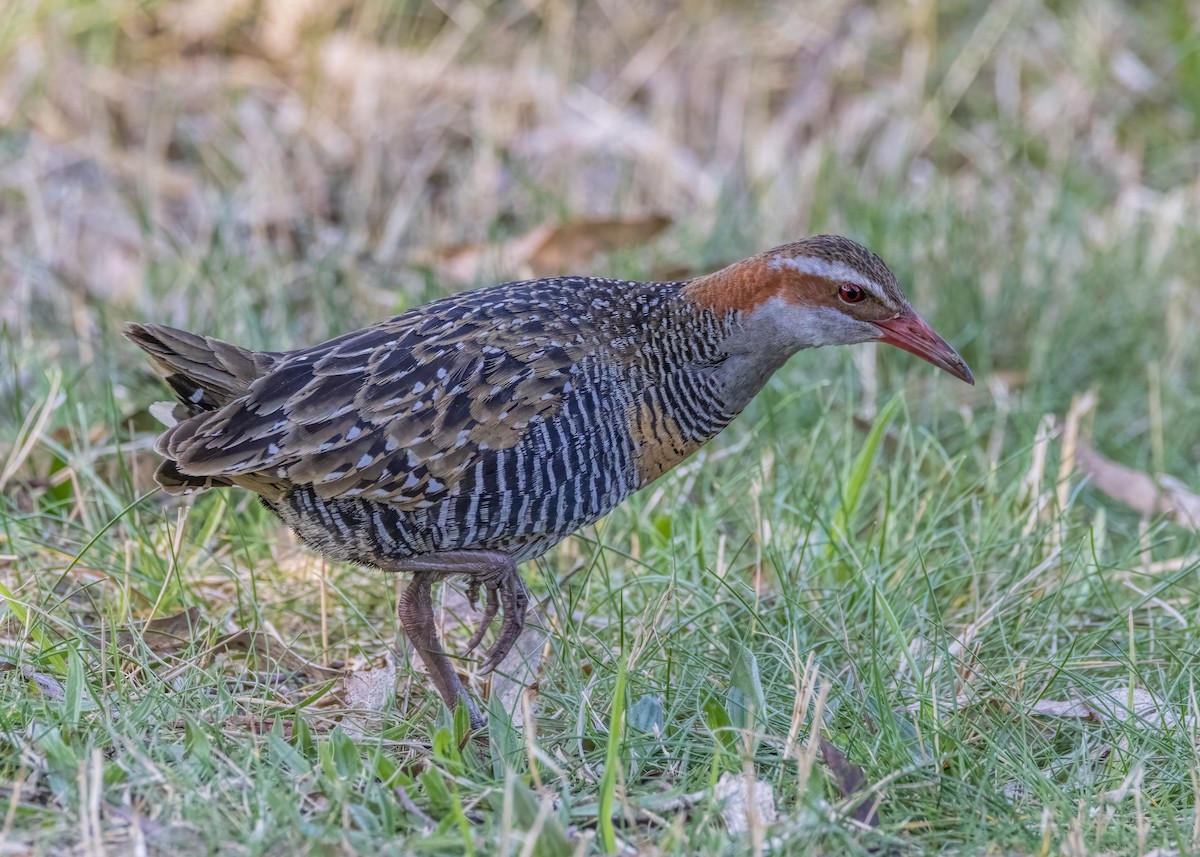 Buff-banded Rail - ML608703074