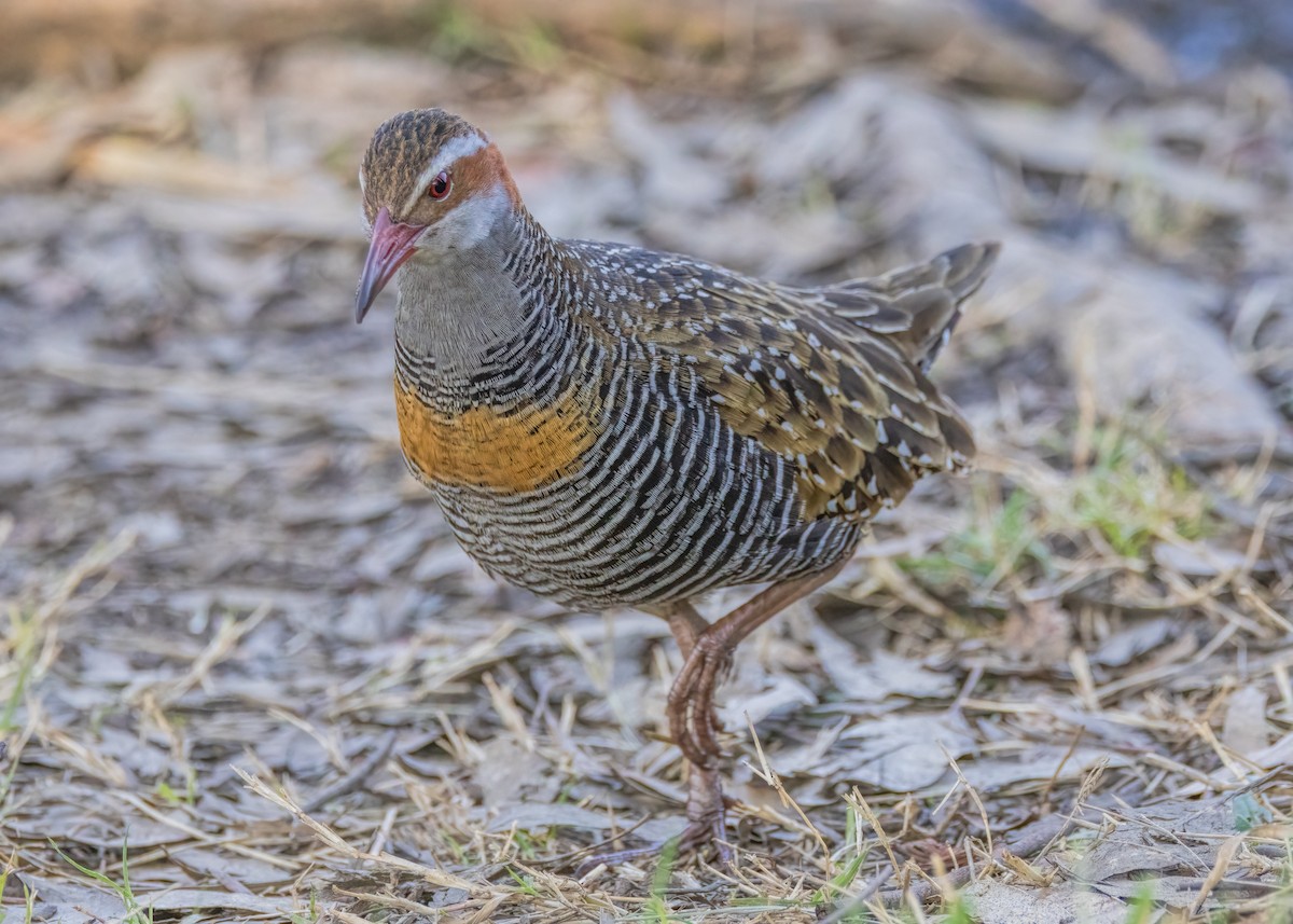 Buff-banded Rail - ML608703075