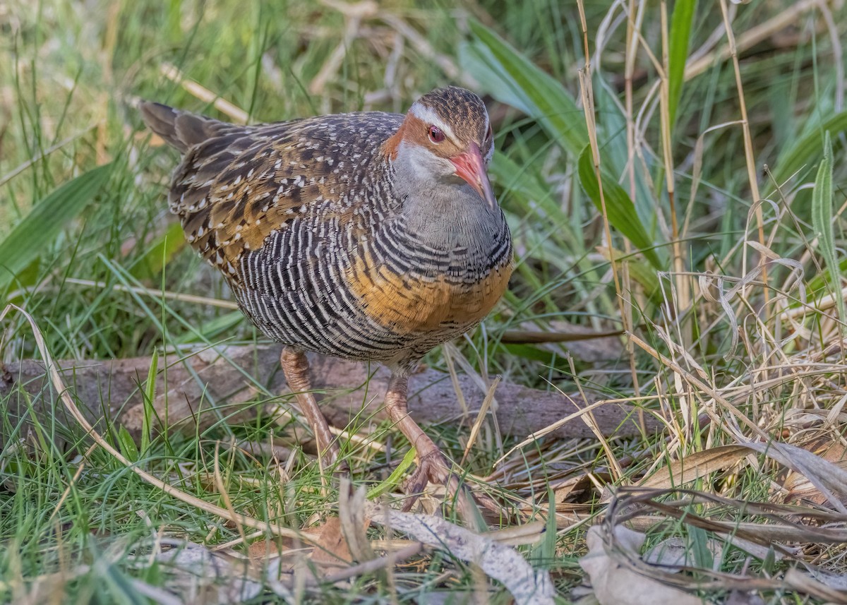 Buff-banded Rail - ML608703076