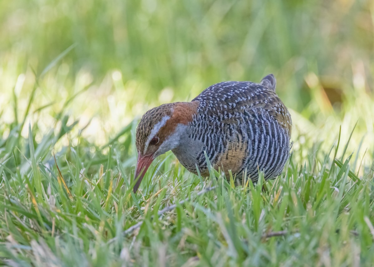 Buff-banded Rail - ML608703077