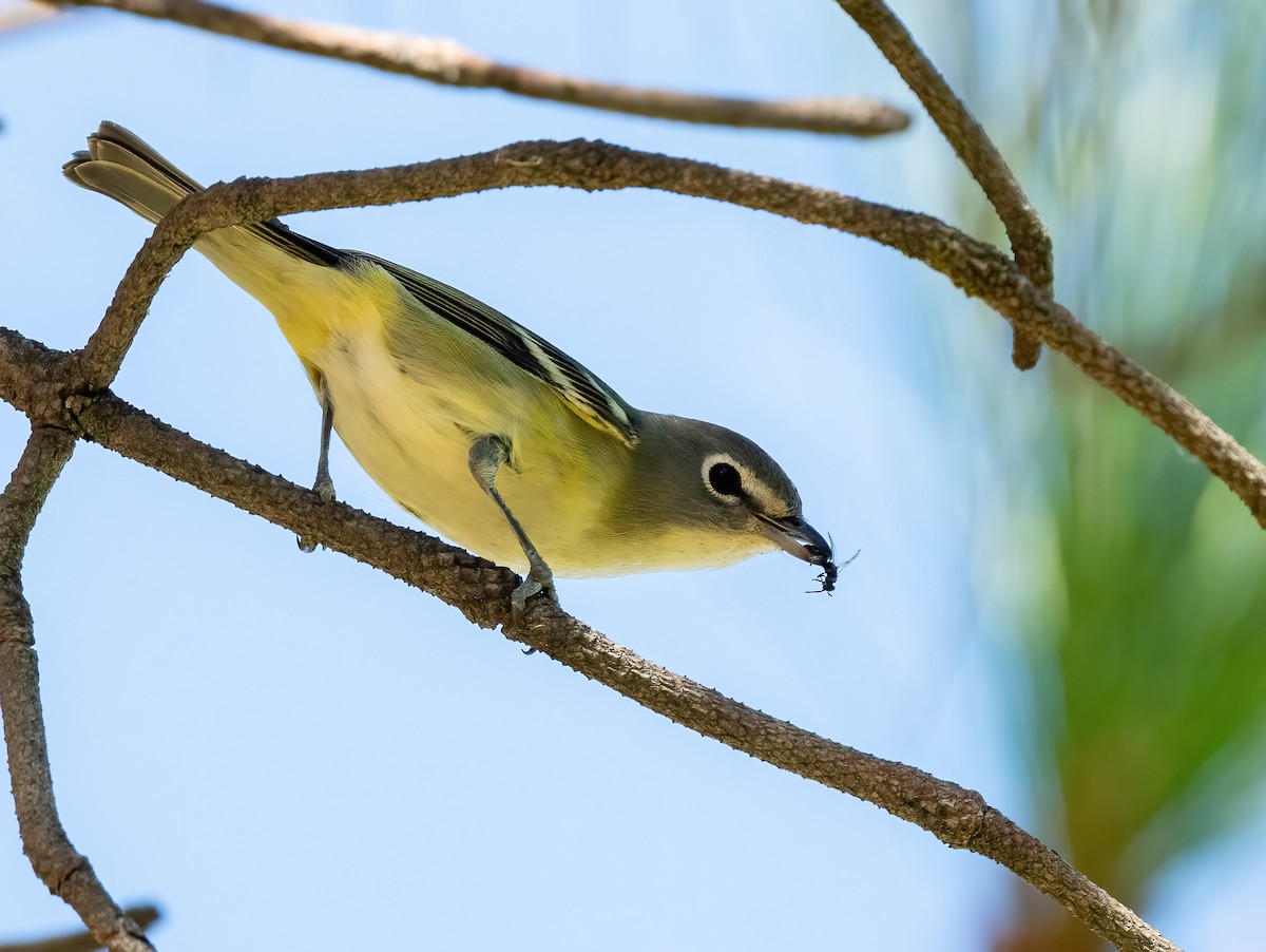 Cassin's Vireo - Joe Kaplan