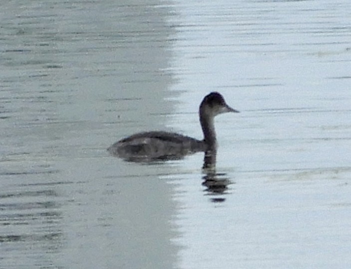 Eared Grebe - Scott  Connop