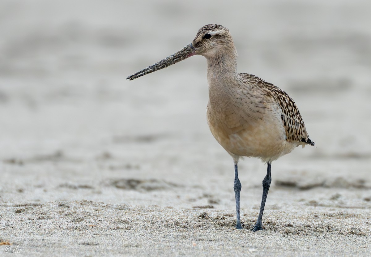 オオソリハシシギ - ML608703145