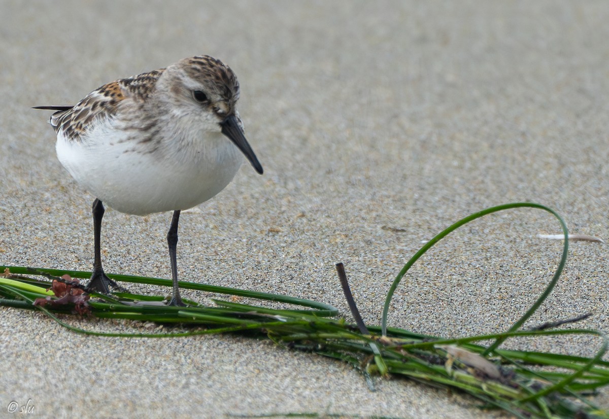 ヒメハマシギ - ML608703155