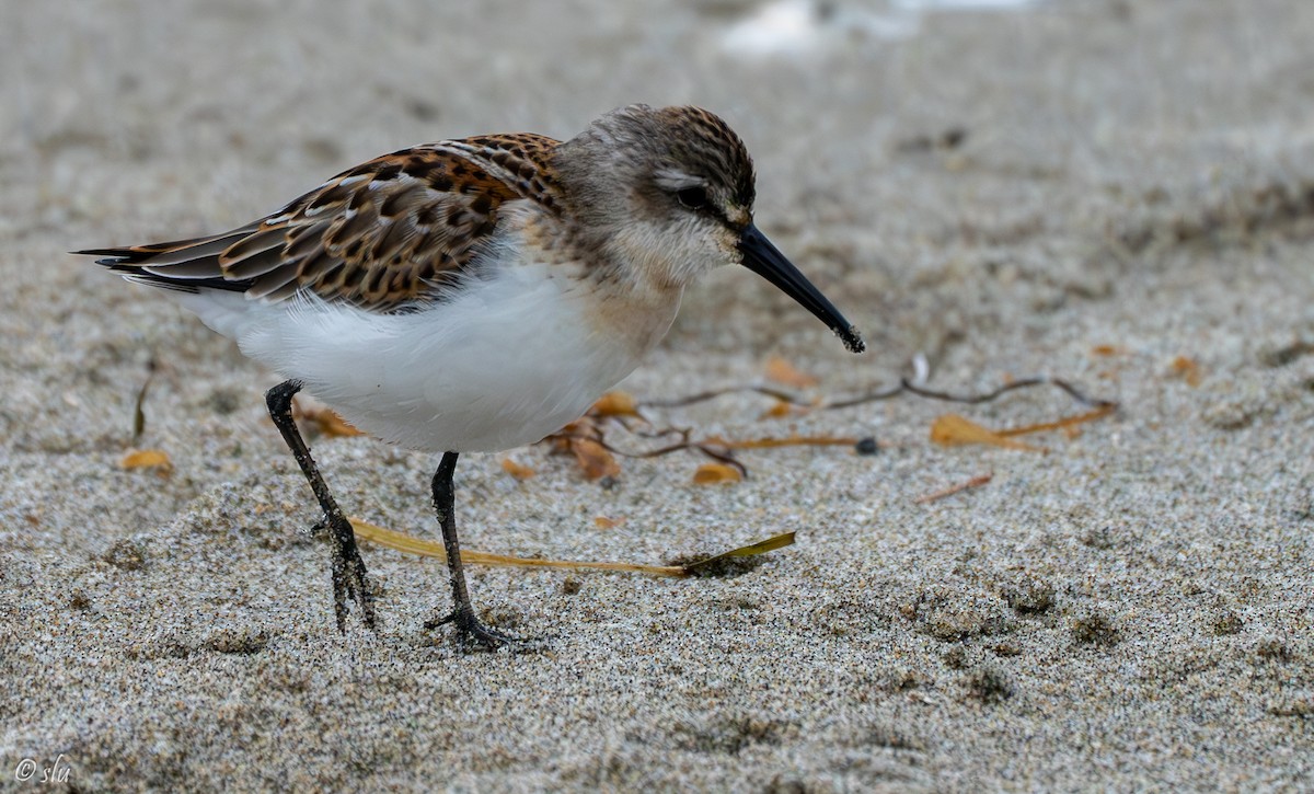 Western Sandpiper - ML608703157