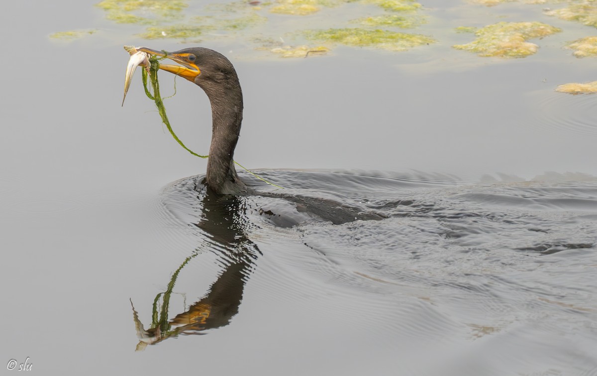 ミミヒメウ - ML608703164