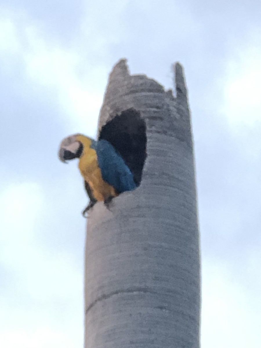 Blue-and-yellow Macaw - ML608703227