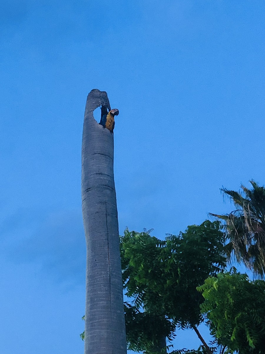 Blue-and-yellow Macaw - ML608703228