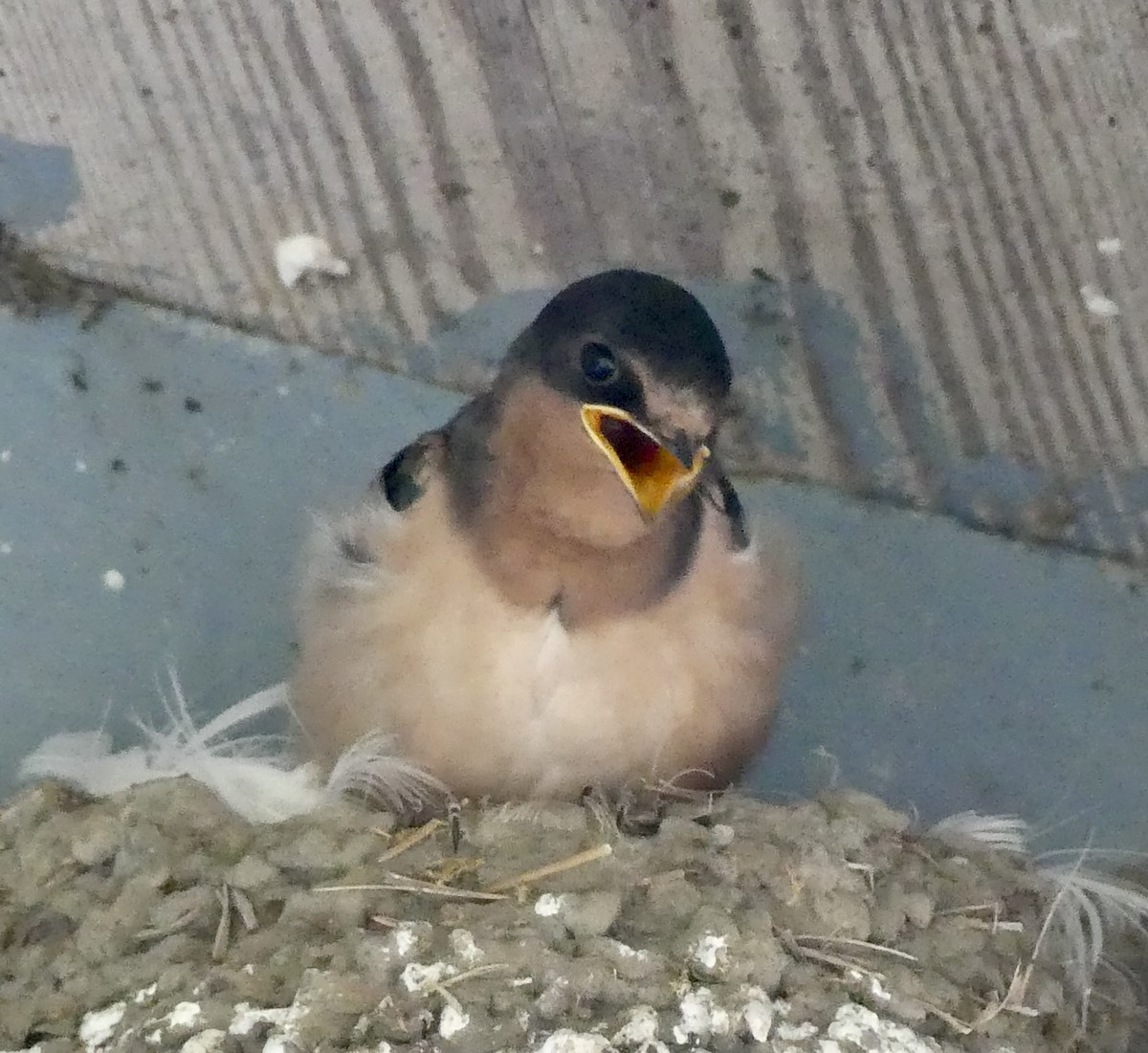 Barn Swallow - ML608703427