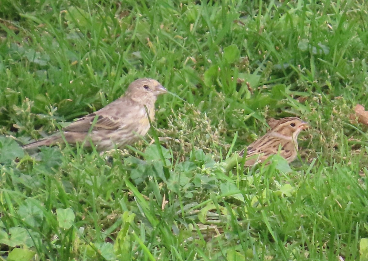 Clay-colored Sparrow - ML608703549