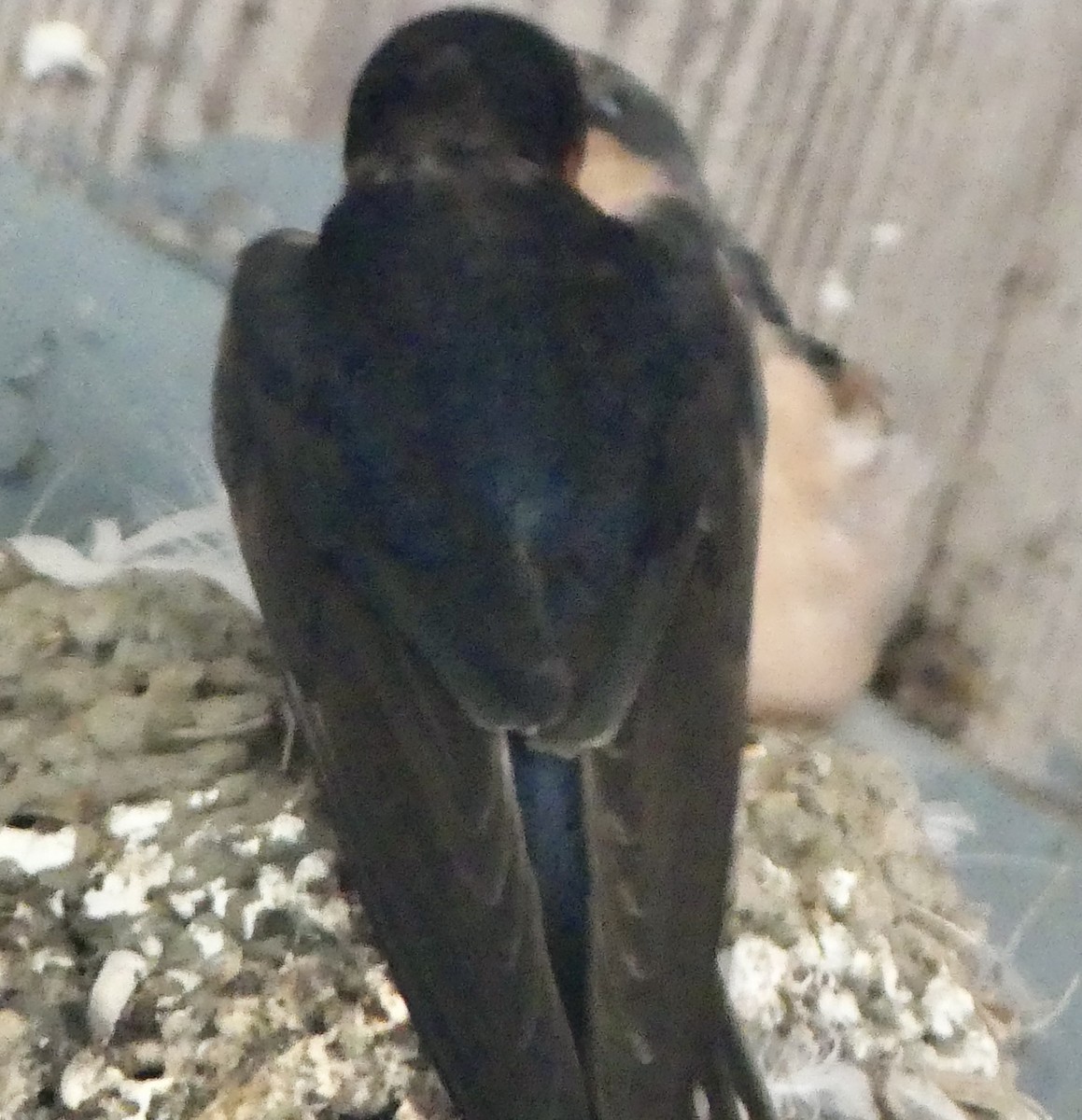 Barn Swallow - Mary McCafferty