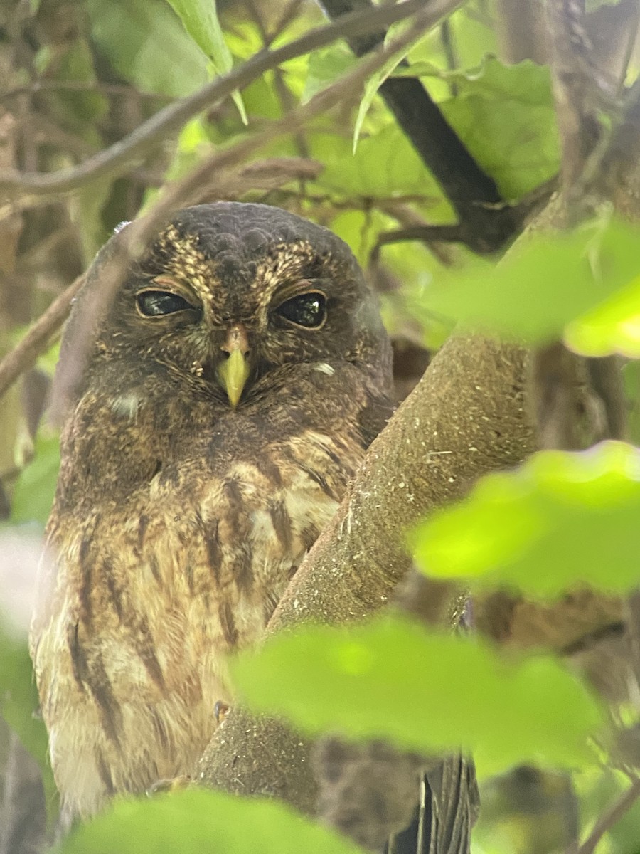 Mottled Owl - Carter Crouch