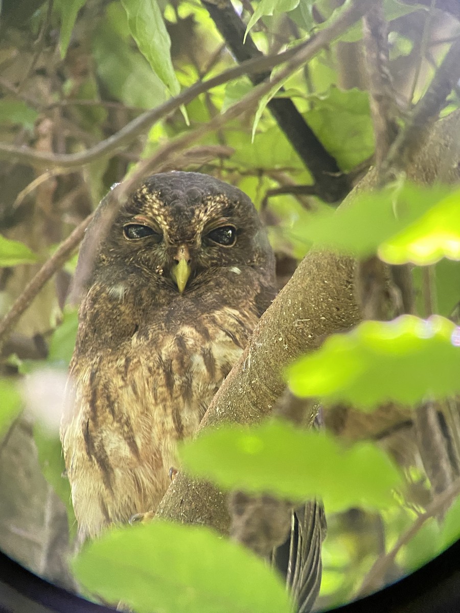 Mottled Owl - ML608703703