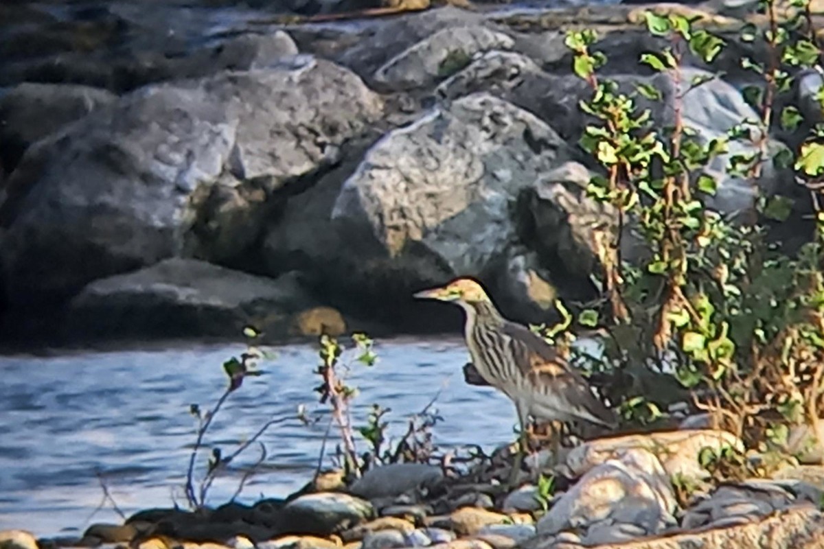 Squacco Heron - ML608703732