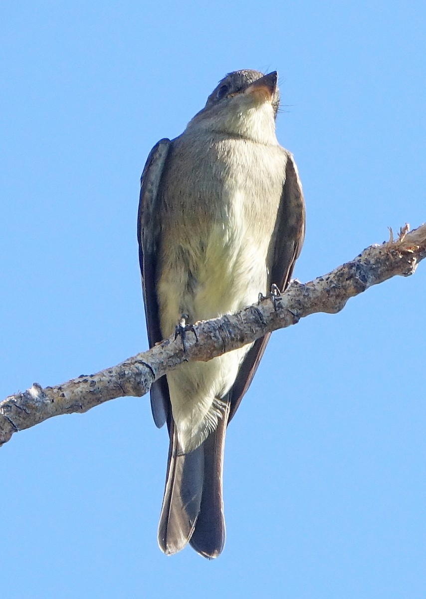 Western Wood-Pewee - ML608703879