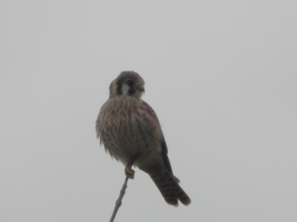 American Kestrel - Serge Benoit